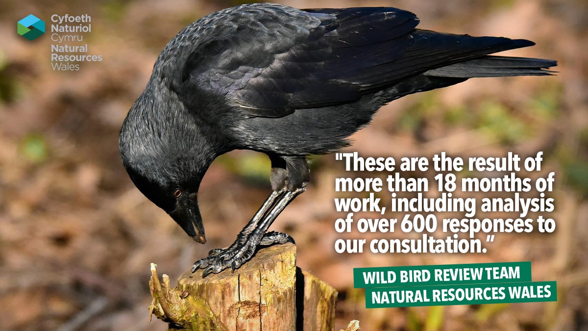 naturalresourceswalesreleasekeybirdlicencedocs naturalresourceswalesreleasekeybirdlicencedocs